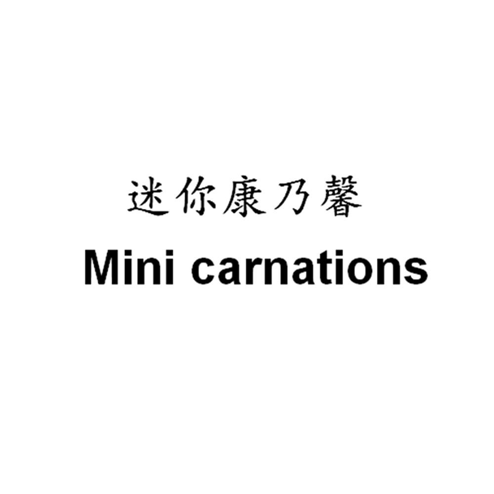 迷你康乃馨  MINI CARNATIONS