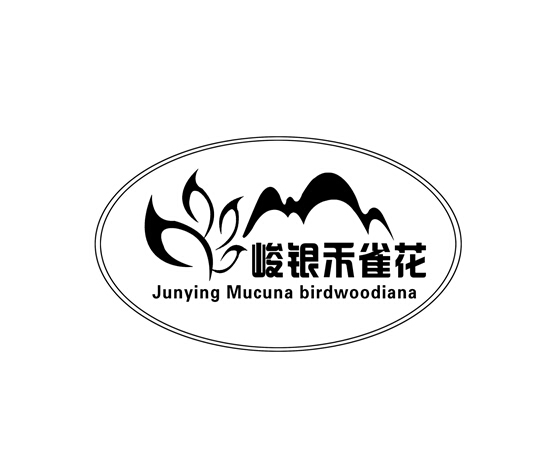 峻银禾雀花junyingmucunabirdwoodiana